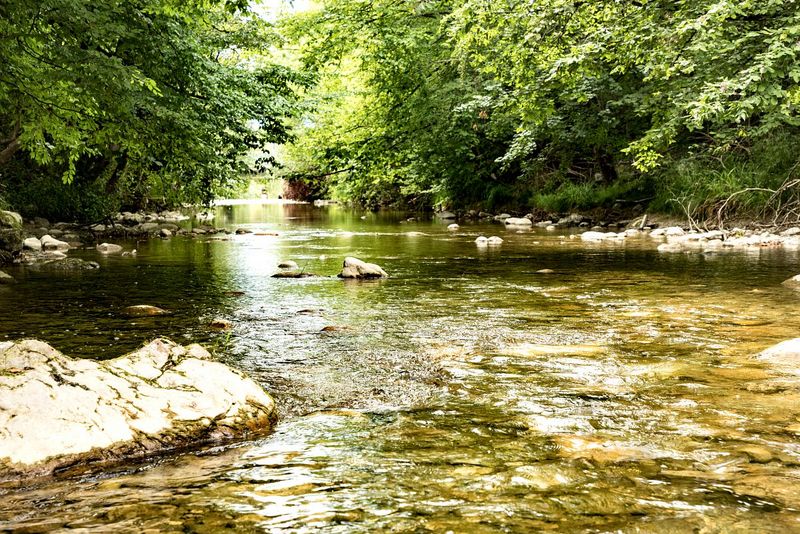 Les bords d'une rivière avec des arbres autour