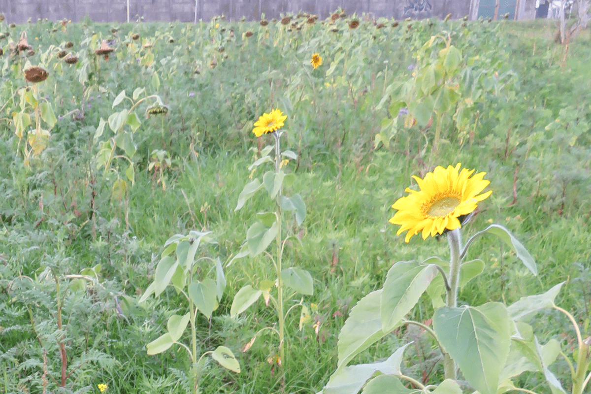 tournesols dans un champ