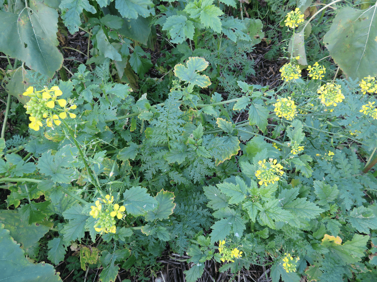 moutarde dans un champ agricole